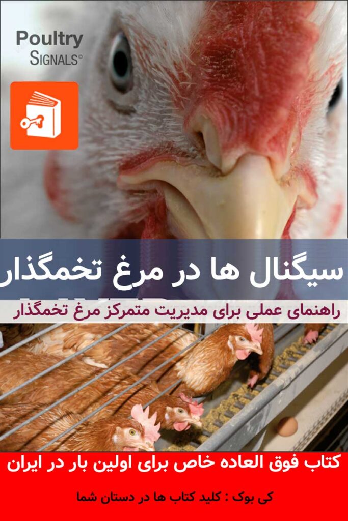 سیگنال های مرغ تخمگذار